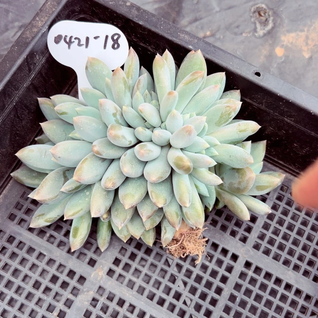 时**转0421-18胖体哥特萝莉缀