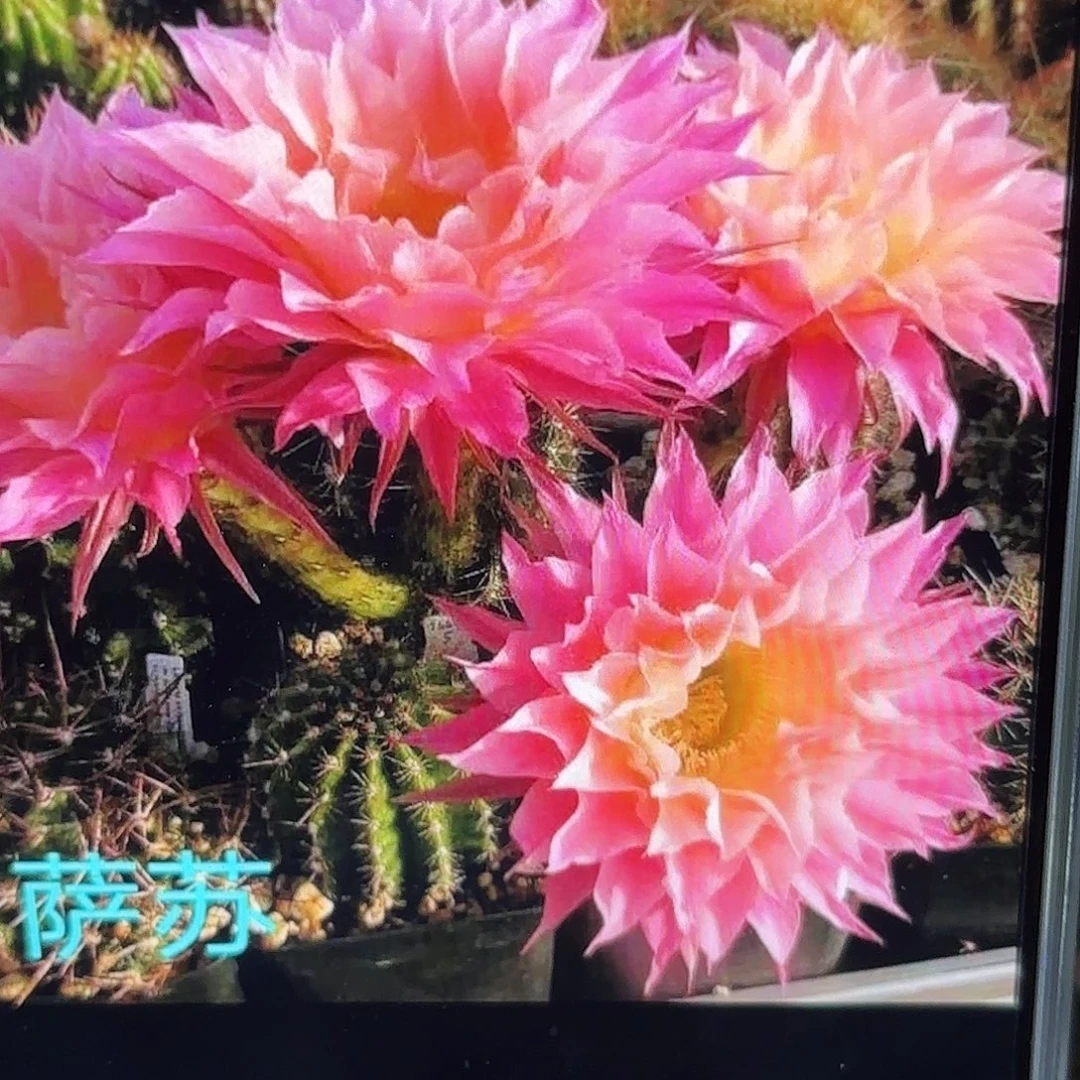 萨苏彩侧牙20包邮56