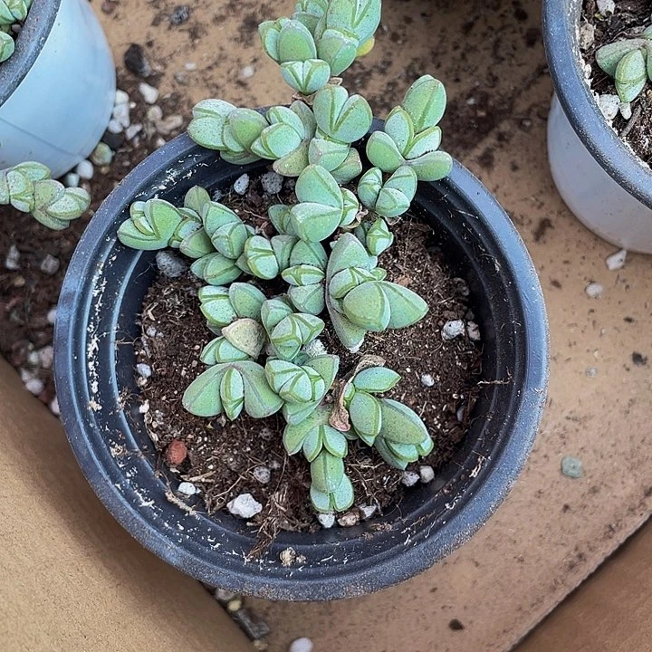90盆大碧玉莲带盆土