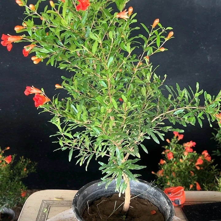 এ***࿐完全开放三寸三寸