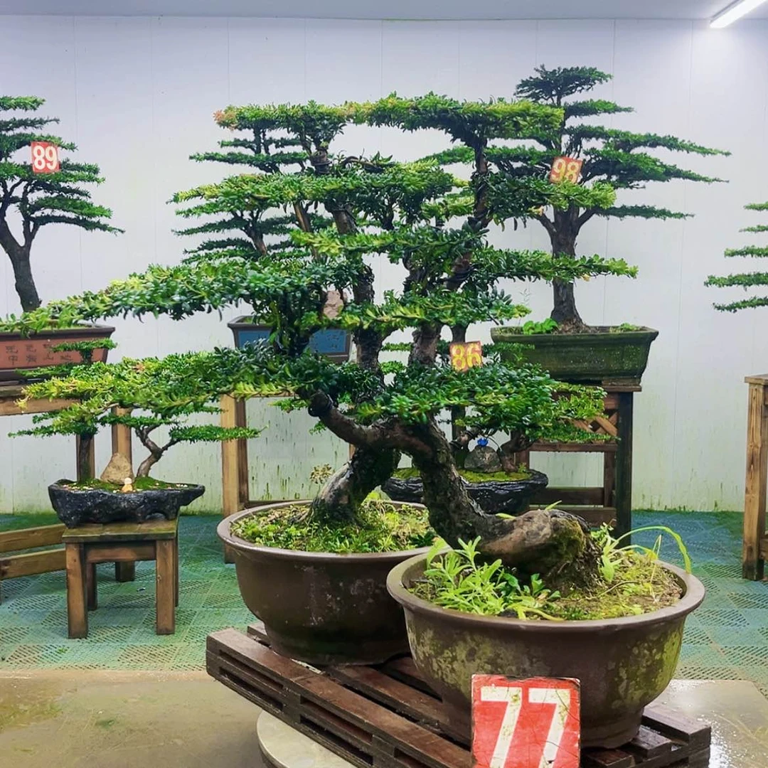 【闪购商品】无花朵