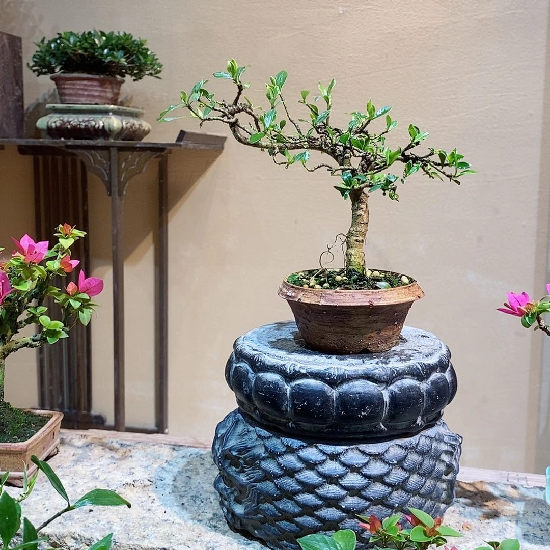 无花朵肥*栀子花