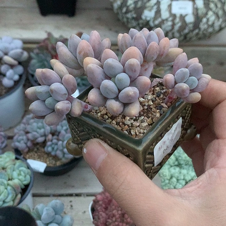 628汤圆多肉一颗10厘米