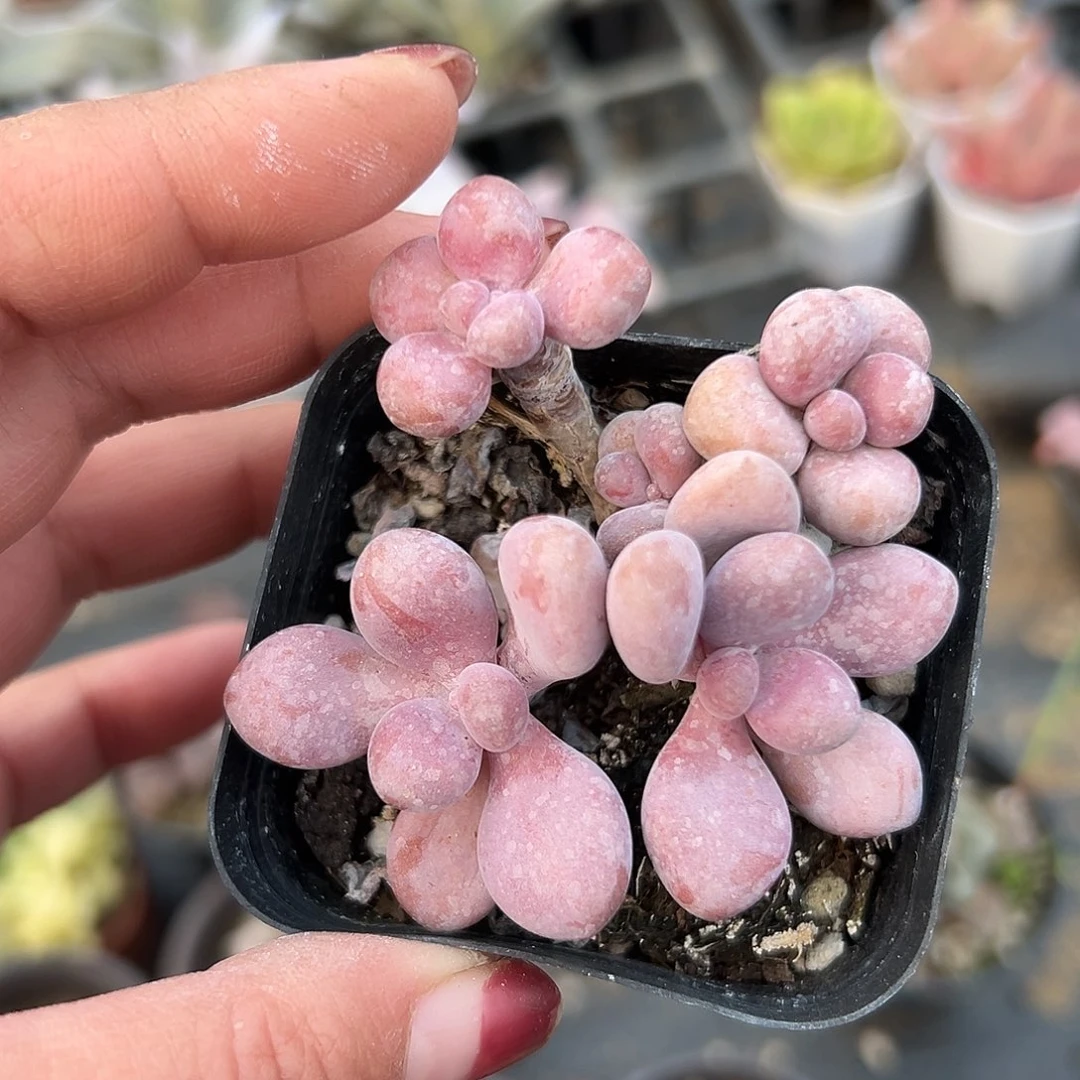 多肉植物桃蛋老庄