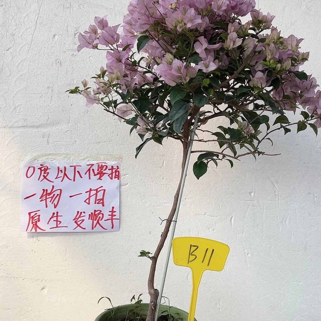 小***活大部分花苞少量开放B11苹果花