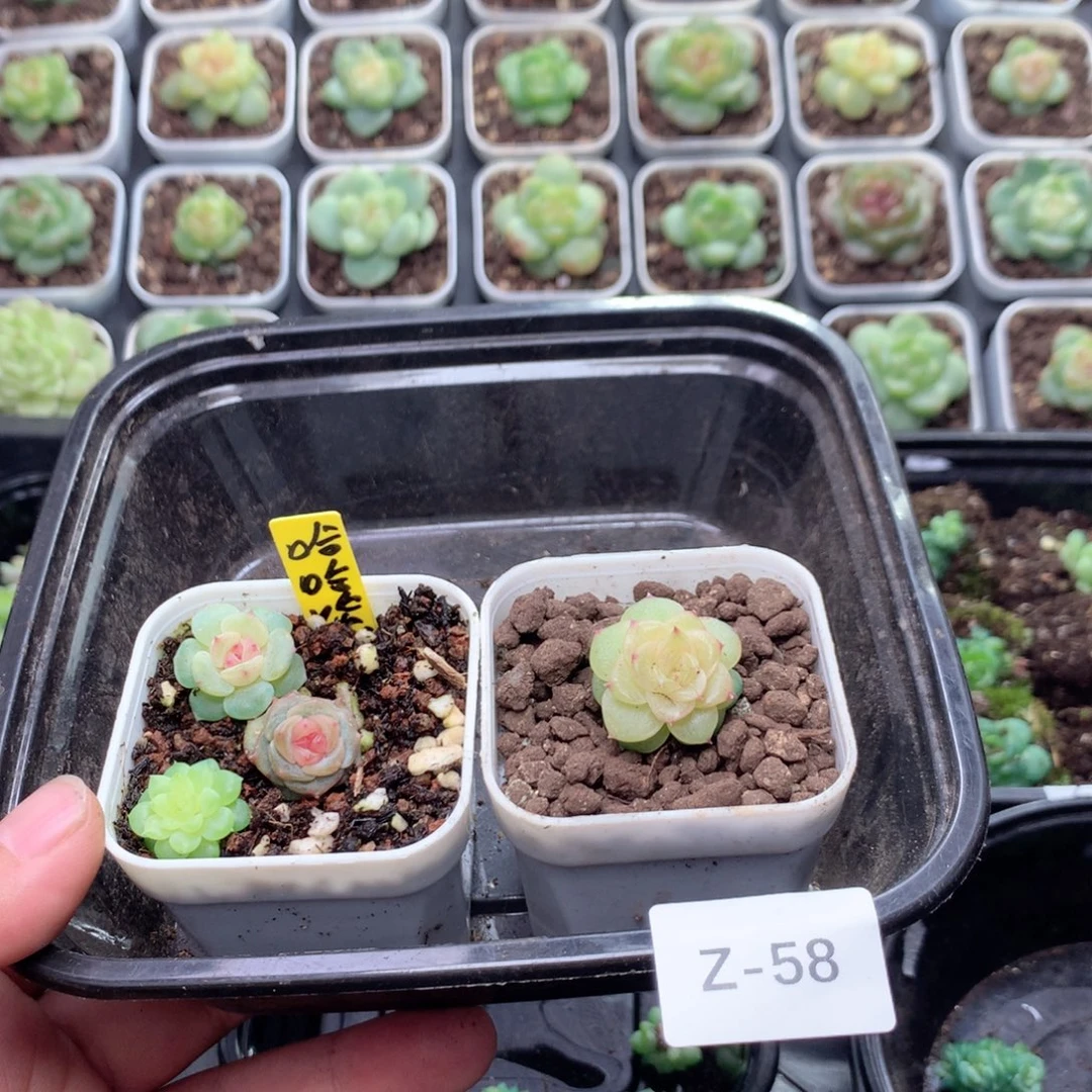 哈***哈无花朵Z58英语英语