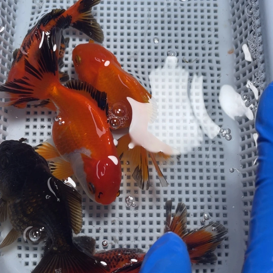 海水鱼花泰狮金鱼56