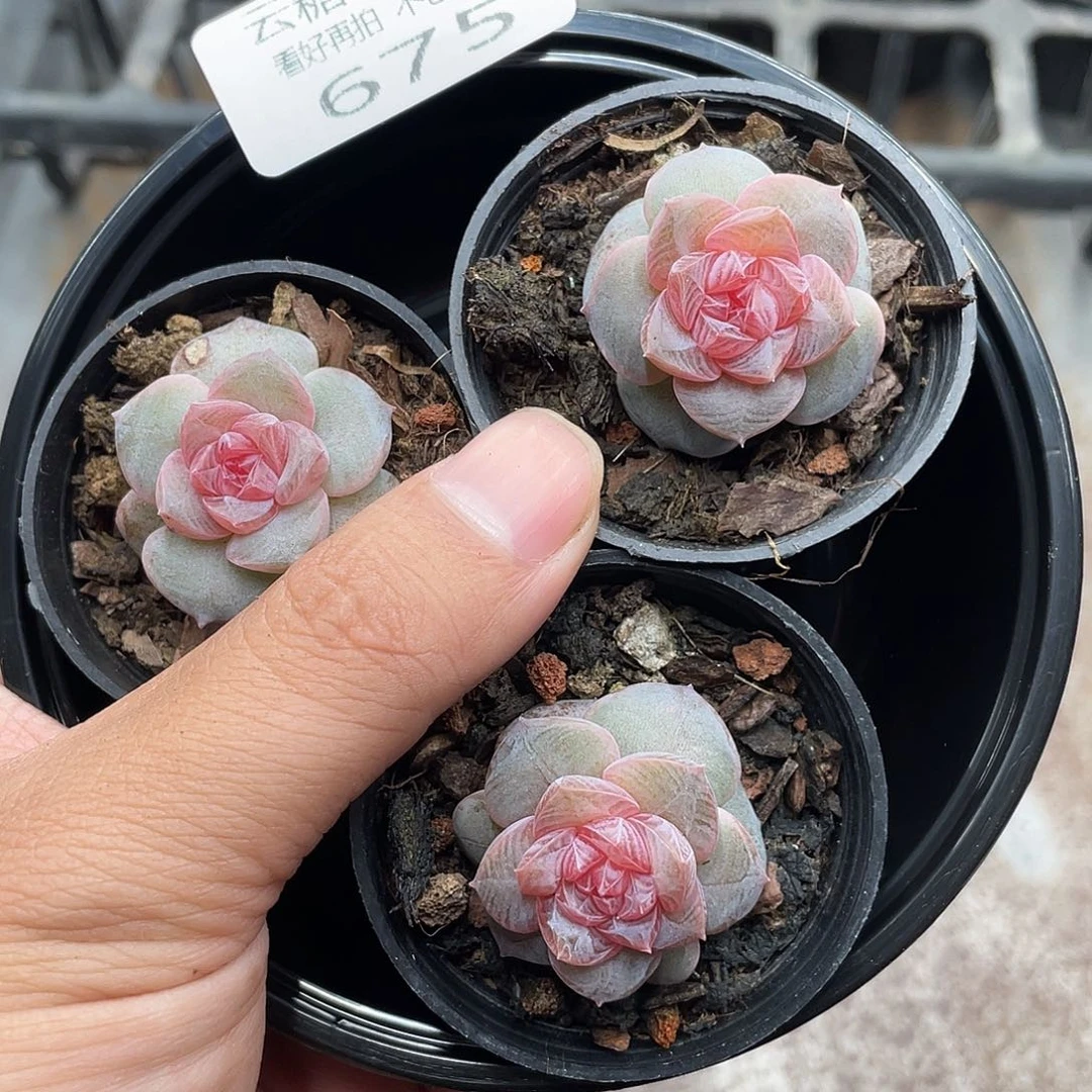 布**辣云糖心多肉植物675