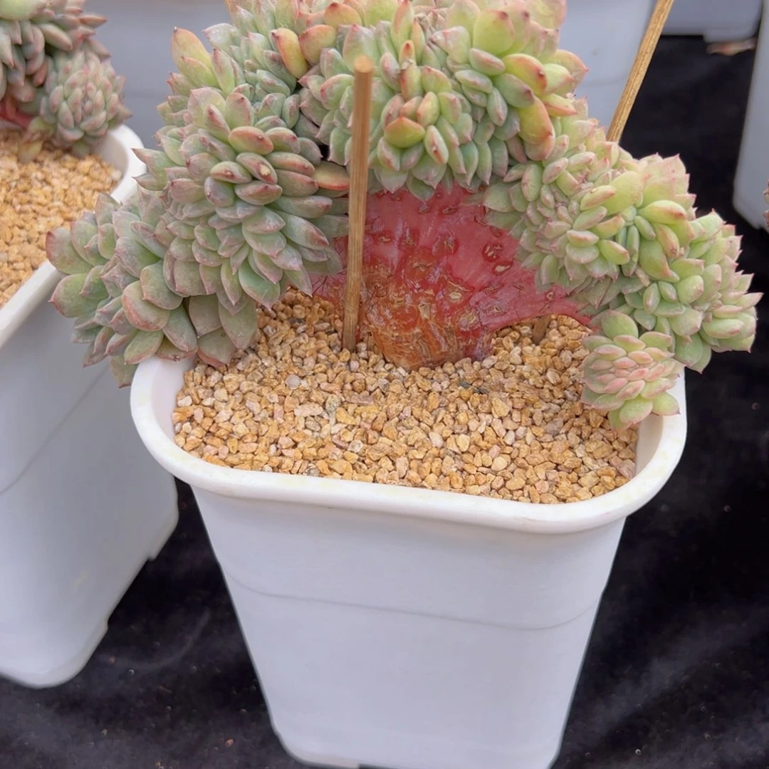 新年快乐琥珀彩蛋福利