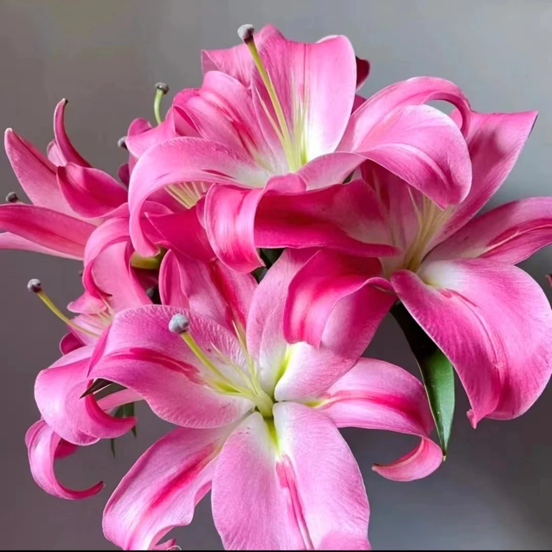 【帕拉佐】带香味种球球王荷兰进口种球基地直发香水百合种球