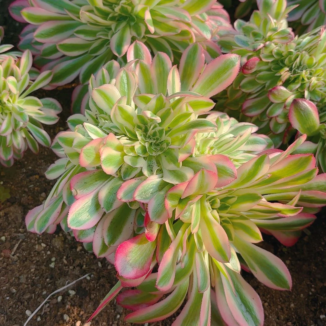 女巫缀多肉植物园艺