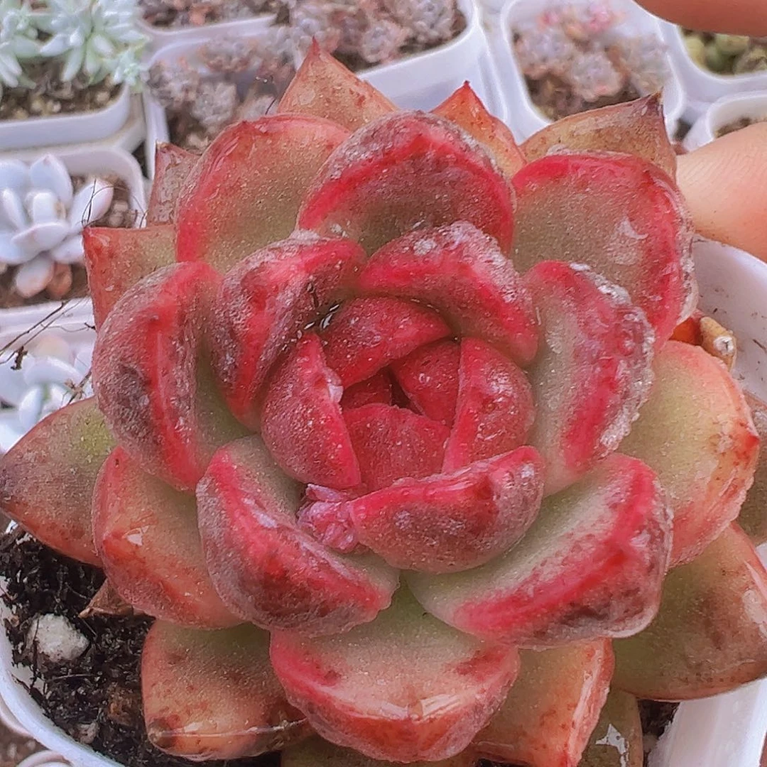 紫水晶19包邮多肉植物