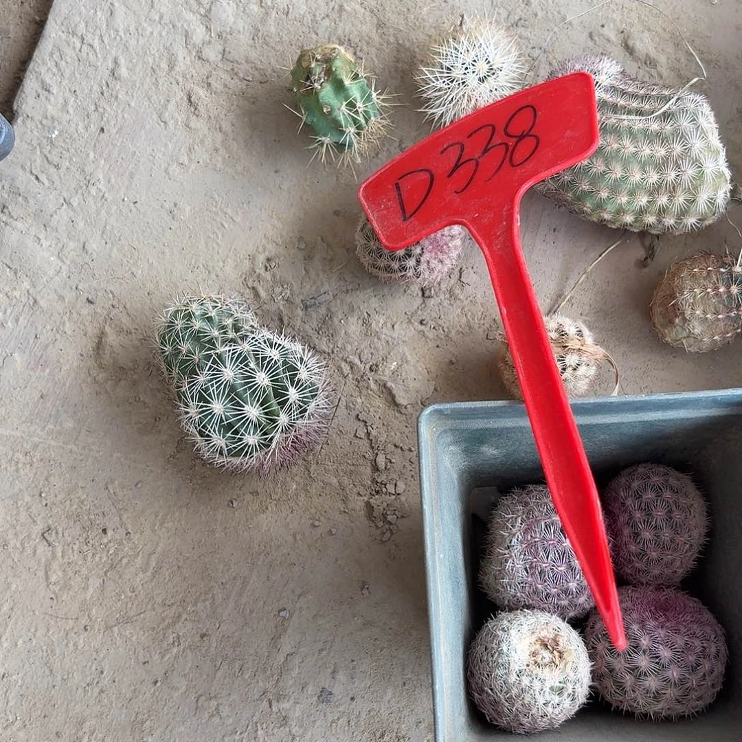 徐***蒙D338,混色一筐瑕疵歪头