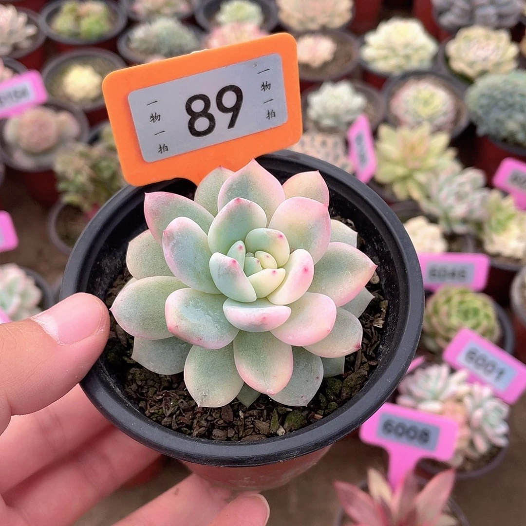89梦露锦多肉植物