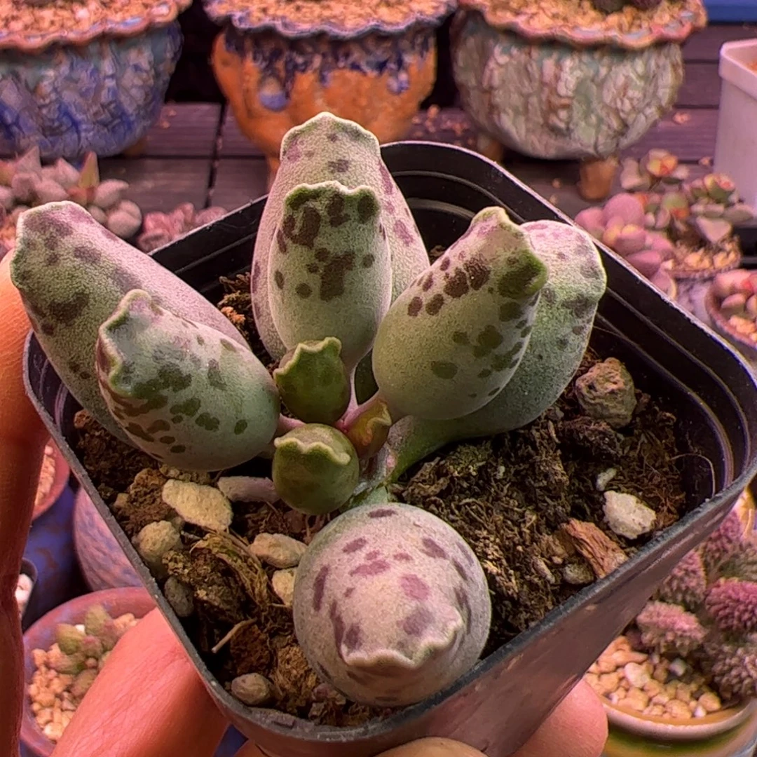 海豹 啦啦啦啦啦啦啦啦