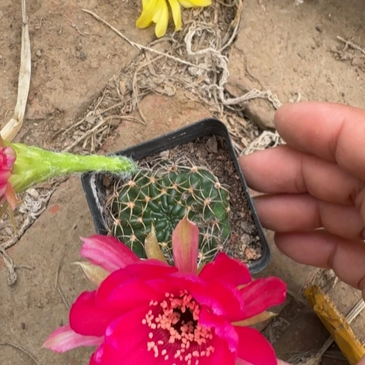 230丽花根掰花脱土发货瘦软伤