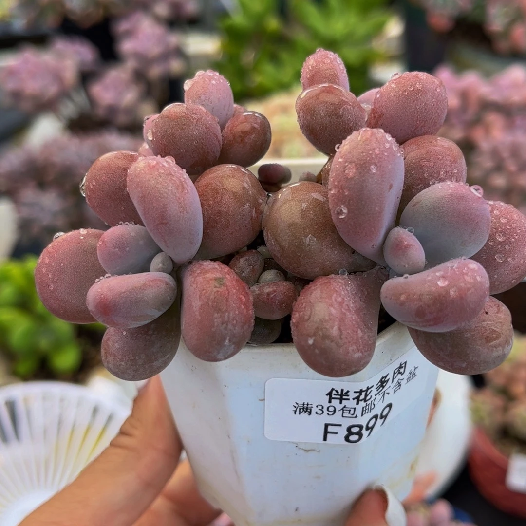 899-腰子桃蛋多肉7cm