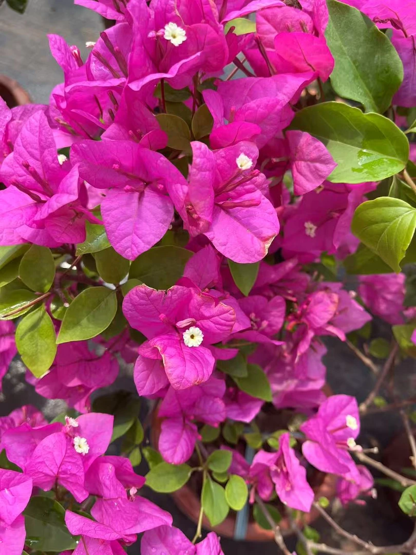 【杨红公主】三角梅花卉勤花四季开花基地直发