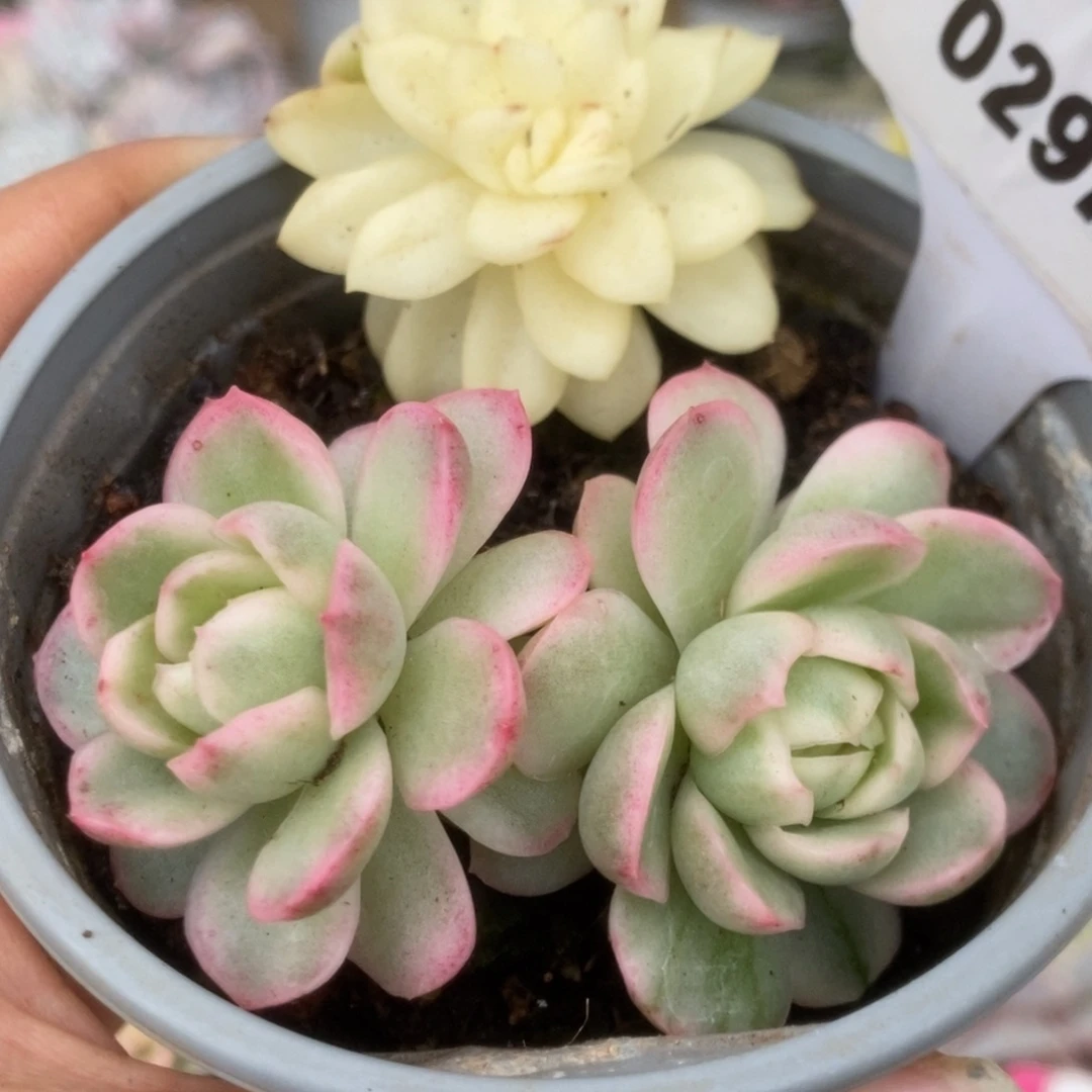 297黄玫瑰锦锦锦锦锦