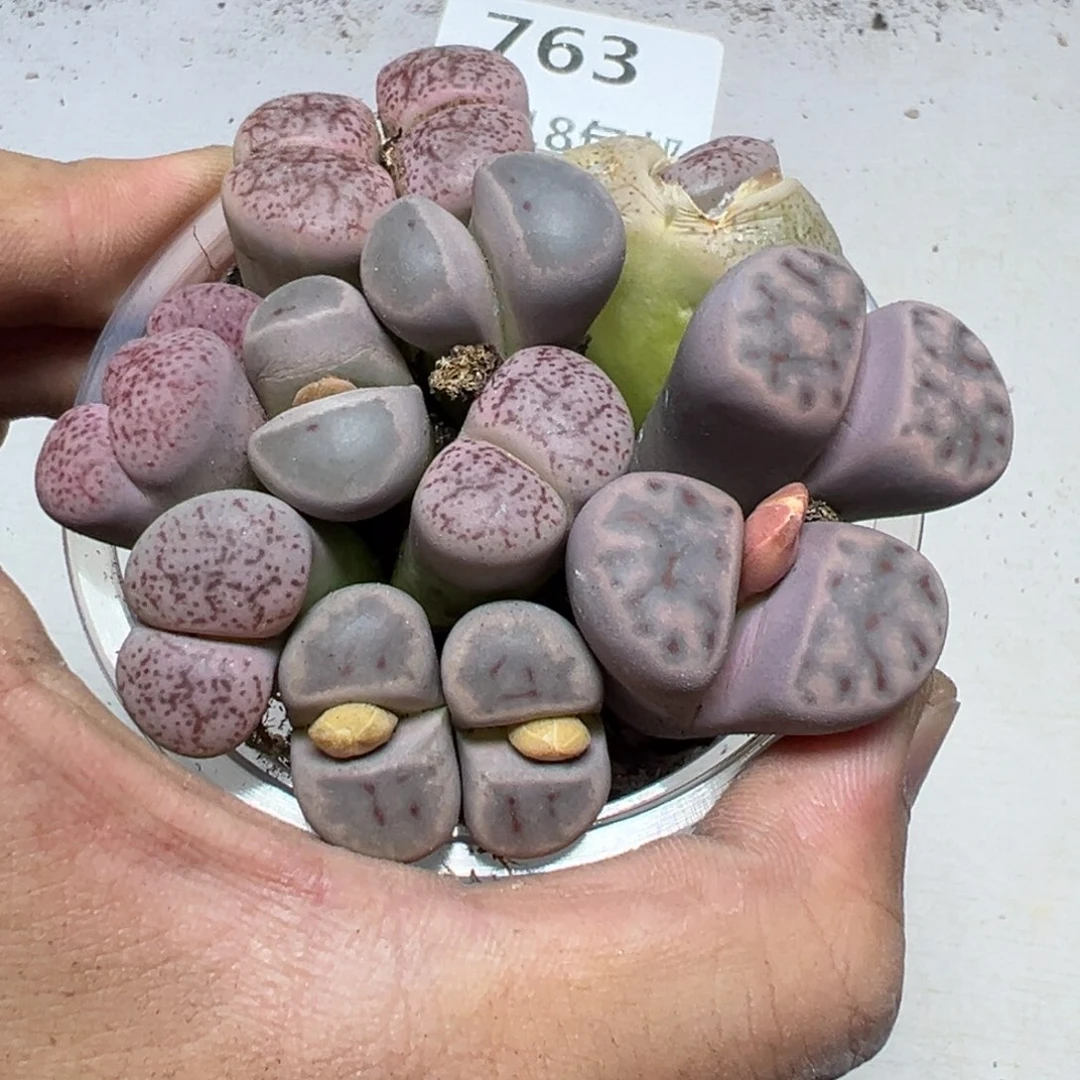 【闪购商品】 763.       长腿