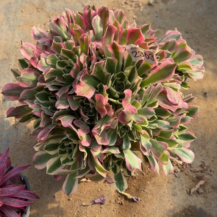 白凤多肉法师2363