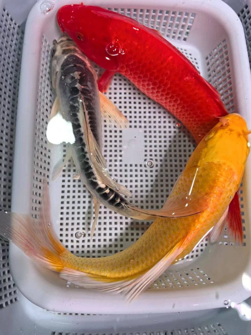 （19）1条火鲤1蓝龙1黄金16-18公分精品冷水锦鲤