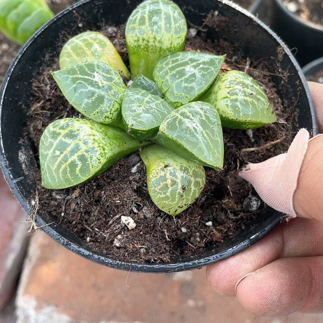 玻璃康品带盆发货