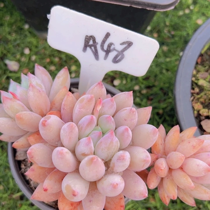 健健康康平平安安