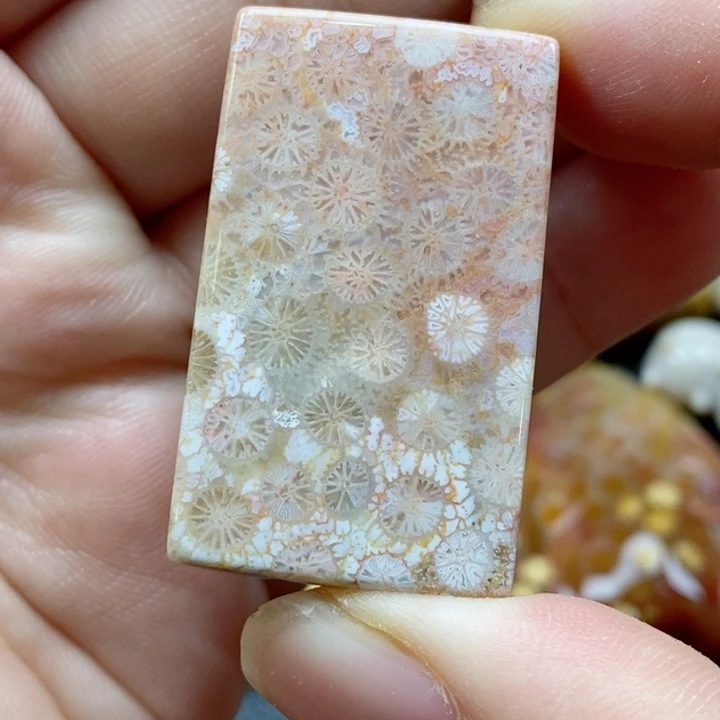 硅化珊瑚（珊瑚玉）颈饰未镶嵌