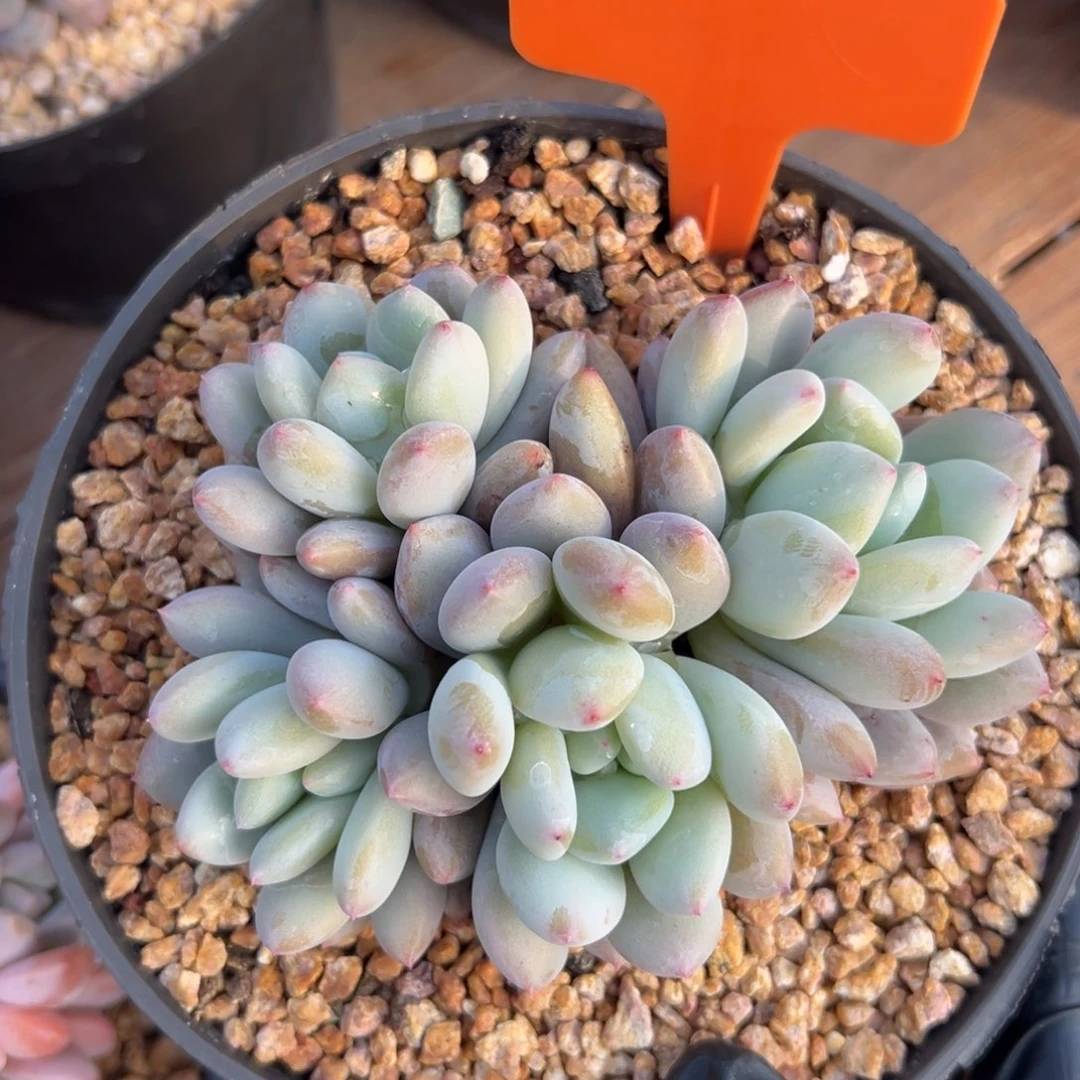 半夏1111111111111111