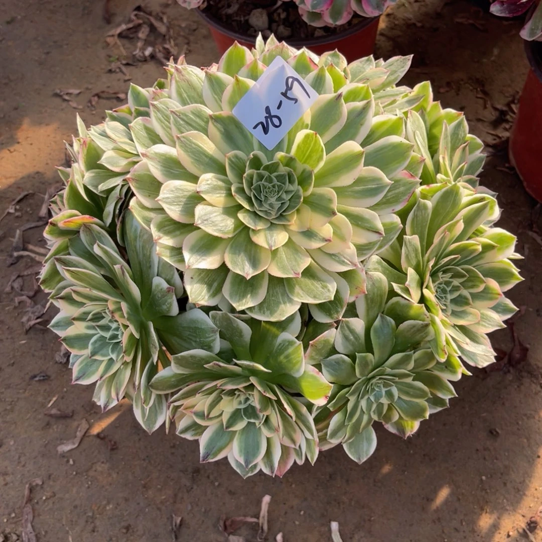 28-59伊丽莎白手捧多肉