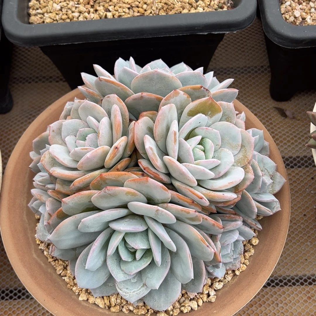 大奶茶 一物一拍