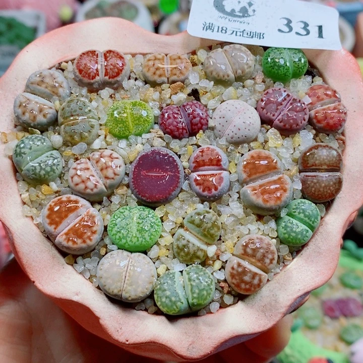 生石花花花花花花花331