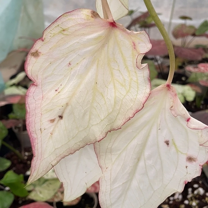 无花朵袋装泰彩发货