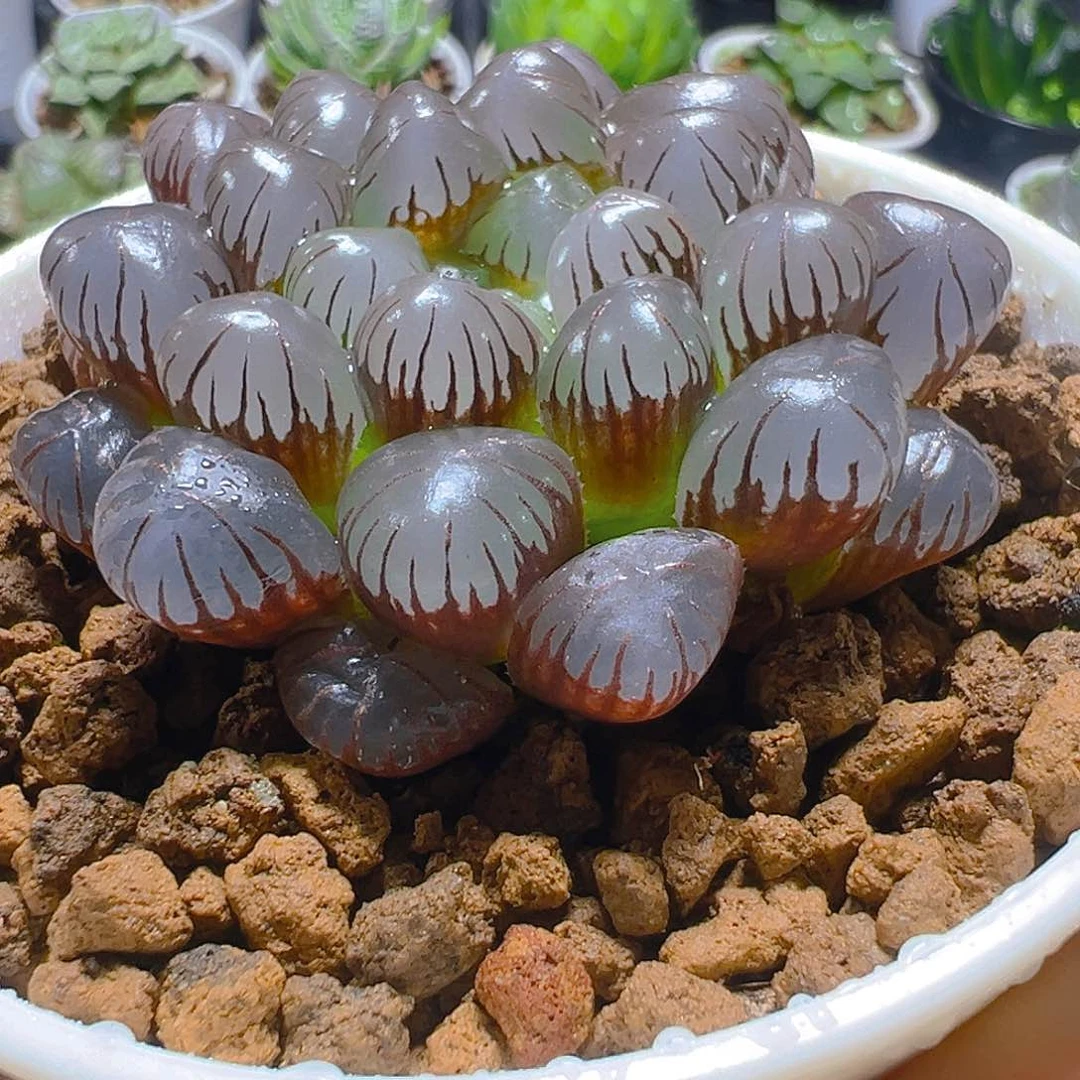 紫姬冰灯玉露多肉多肉一颗