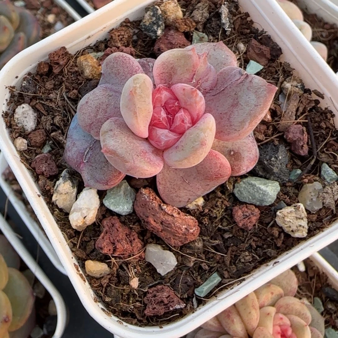 小卡拉米糖心一物一拍