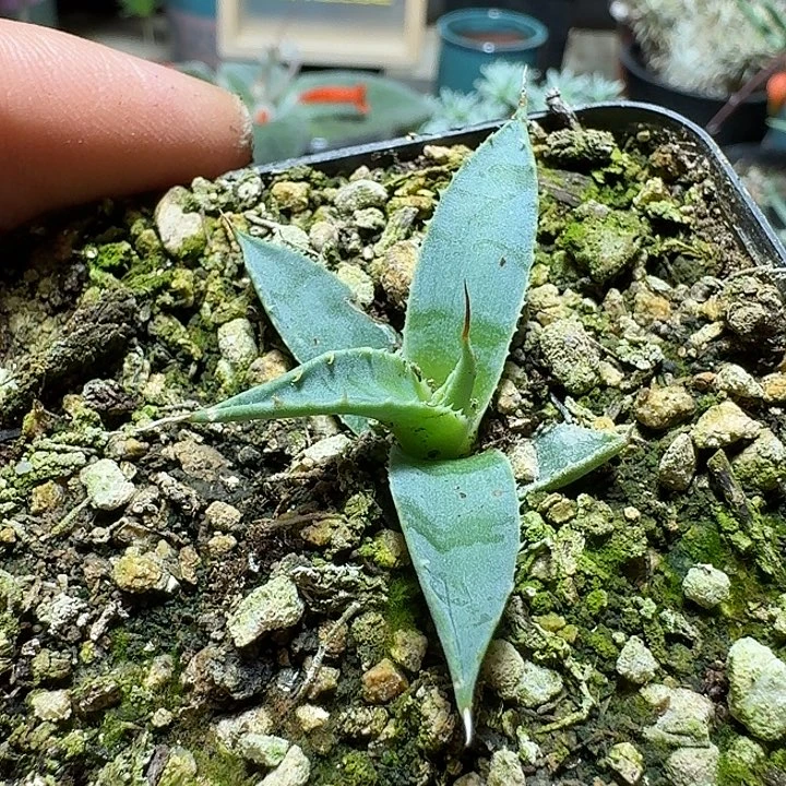 162长刺曲刺妖炎带盆发货