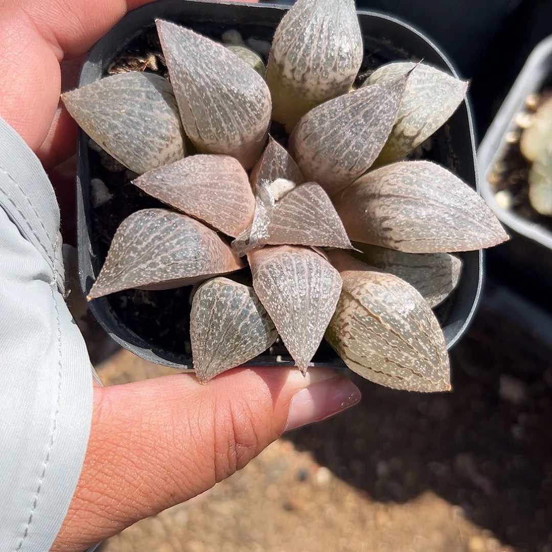 多肉植物玉露系列