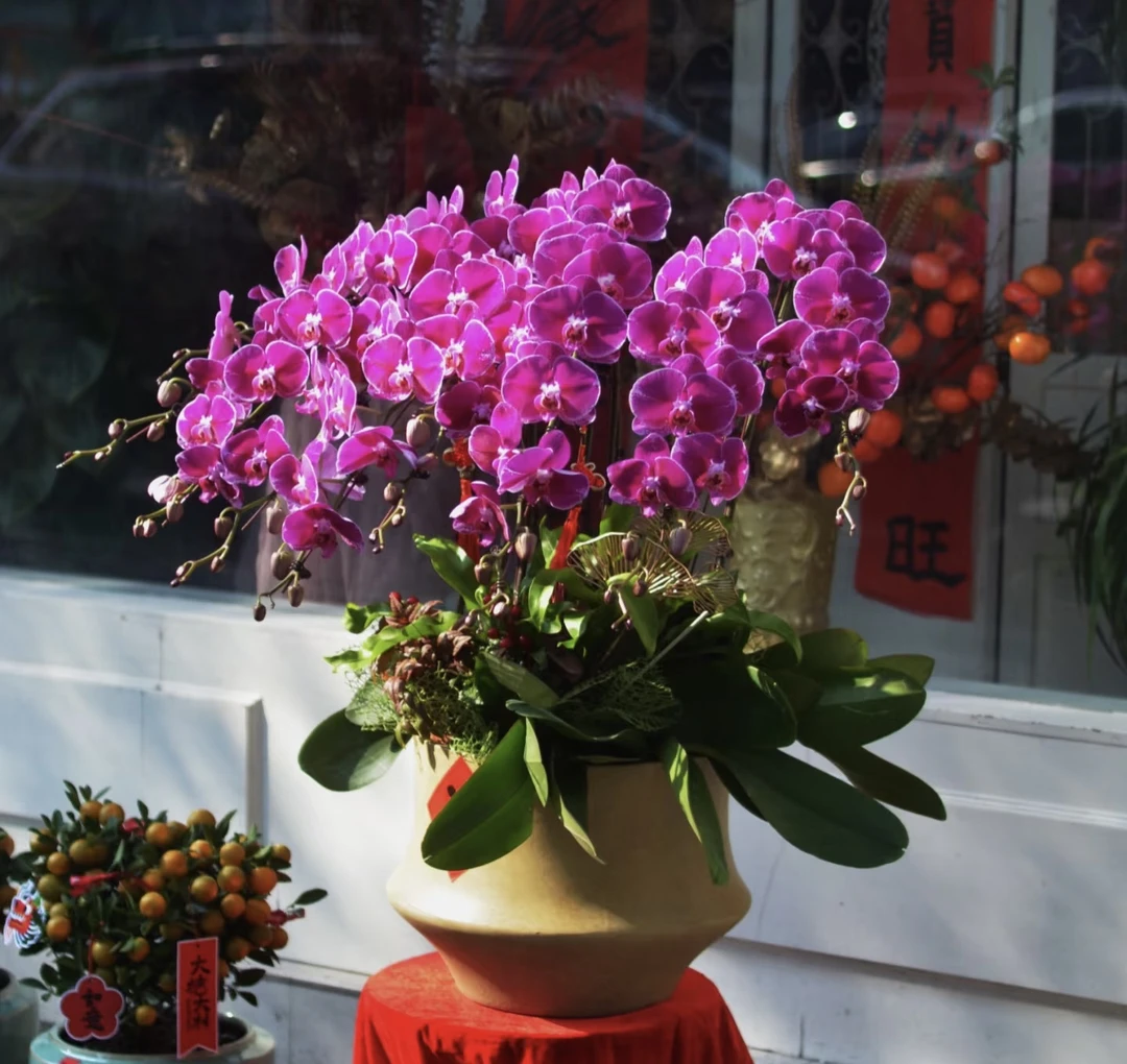 【12株春暖花开蝴蝶兰】带瓷盆花含花苞叶片有裂开正常不售后年宵