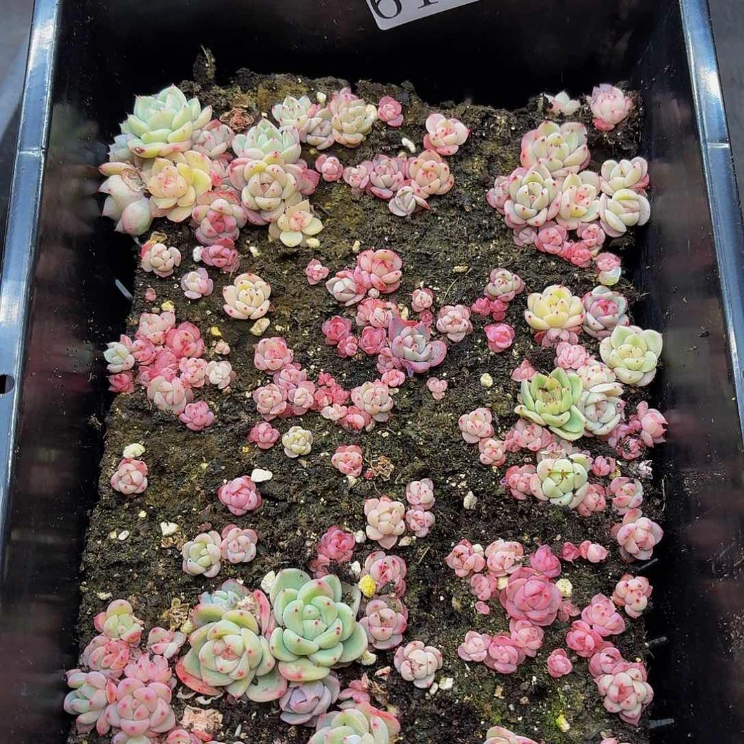 多肉植物多肉植物611