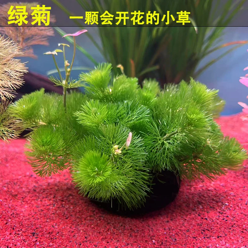 绿菊坨草水草植物活体真草水草懒人新手水草鱼缸造景水草