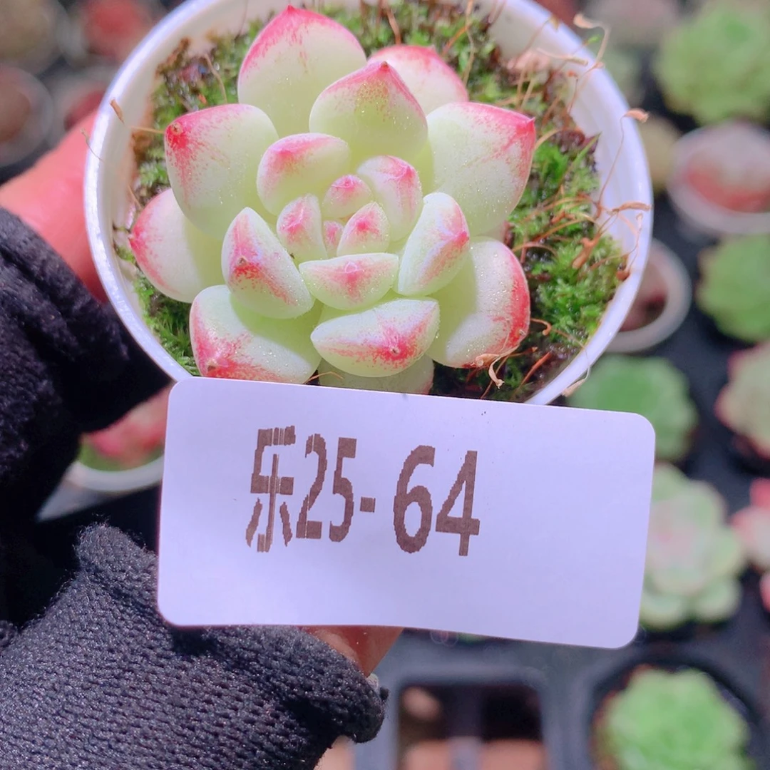 乐然25-64 白桃汽水
