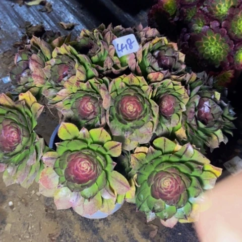 红心万拉丝朵朵多肉植物418多肉