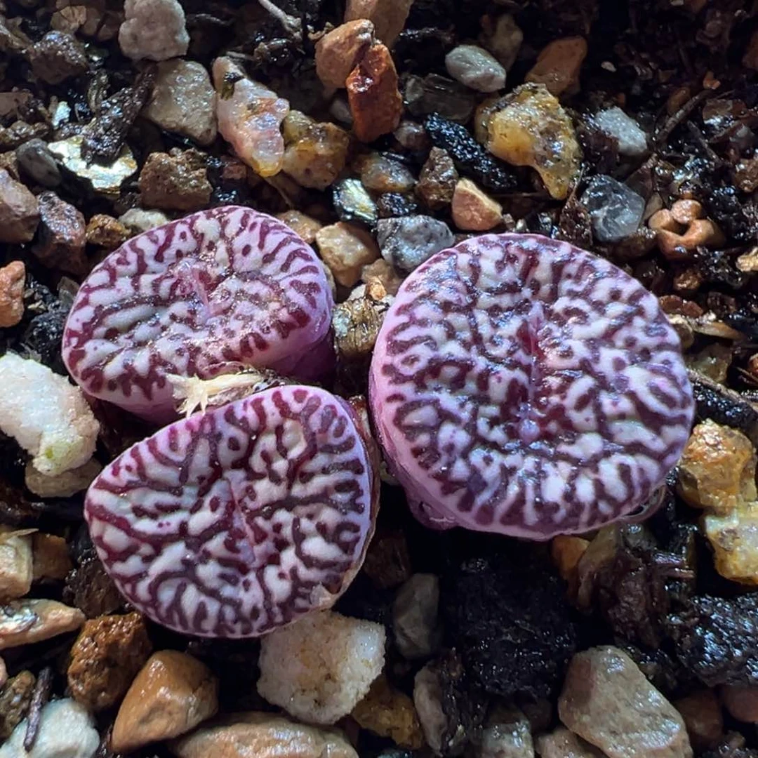 021多肉植物种类多样