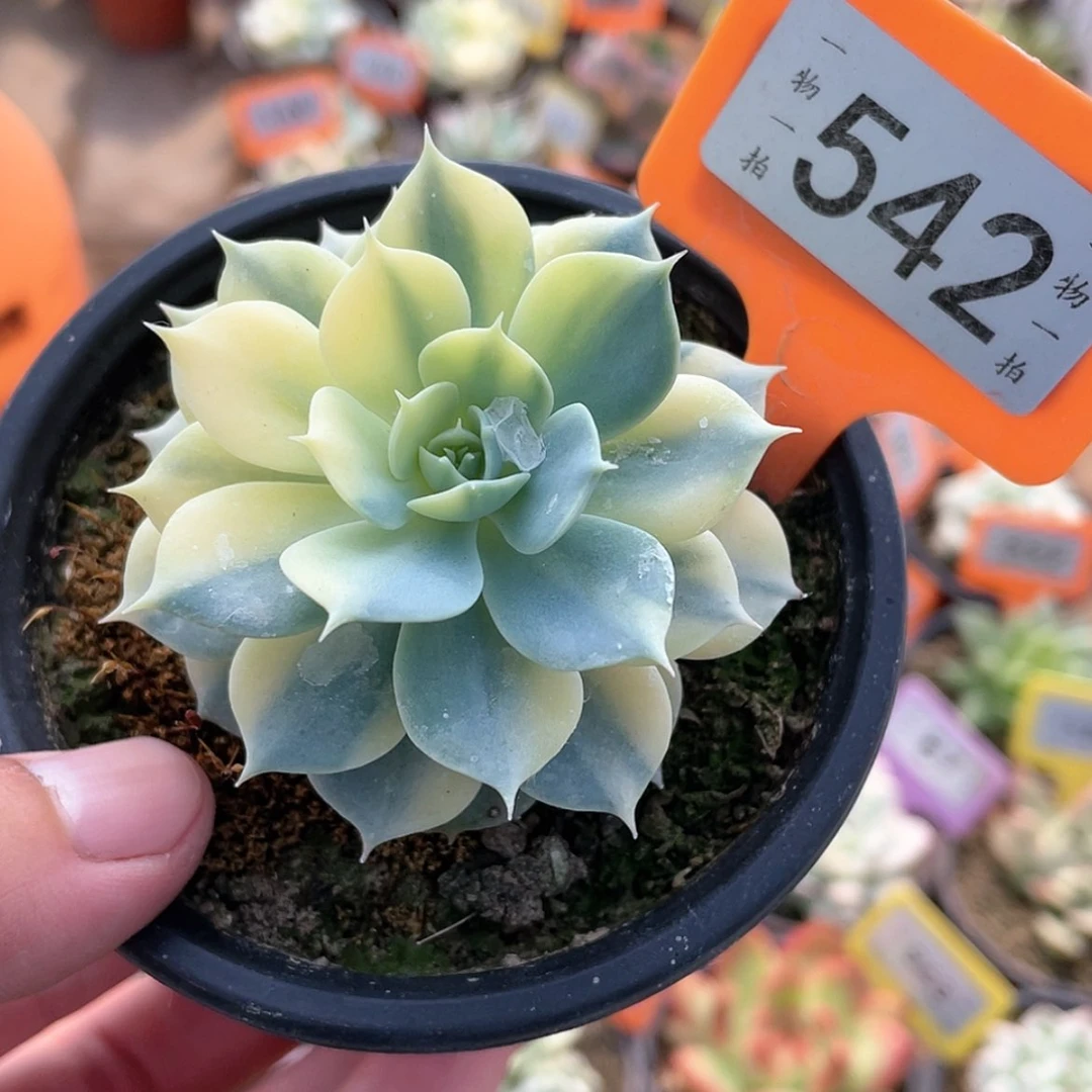 【闪购商品】无花朵542