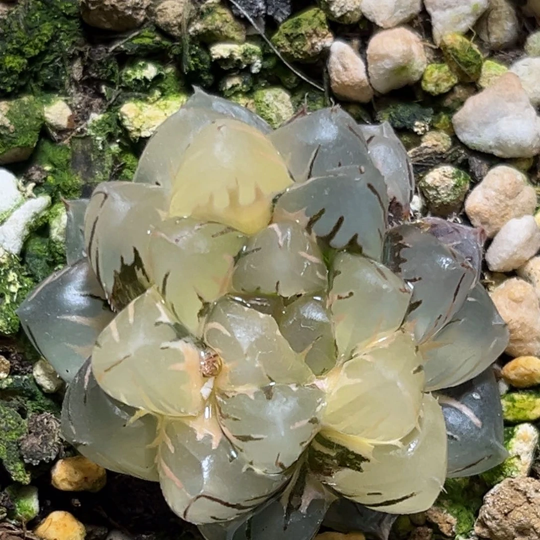 恭喜发财大吉大利0261