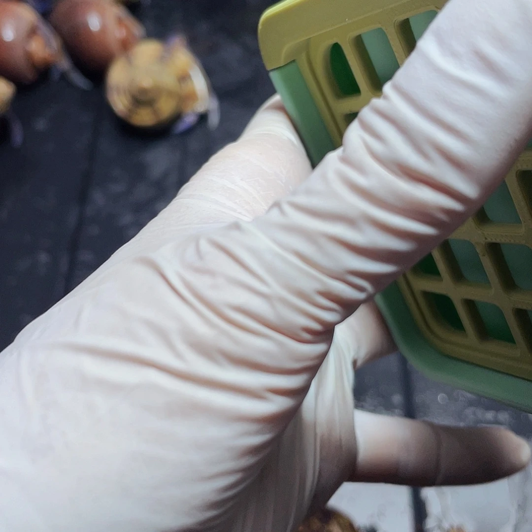 陌派帝国寄居蟹883