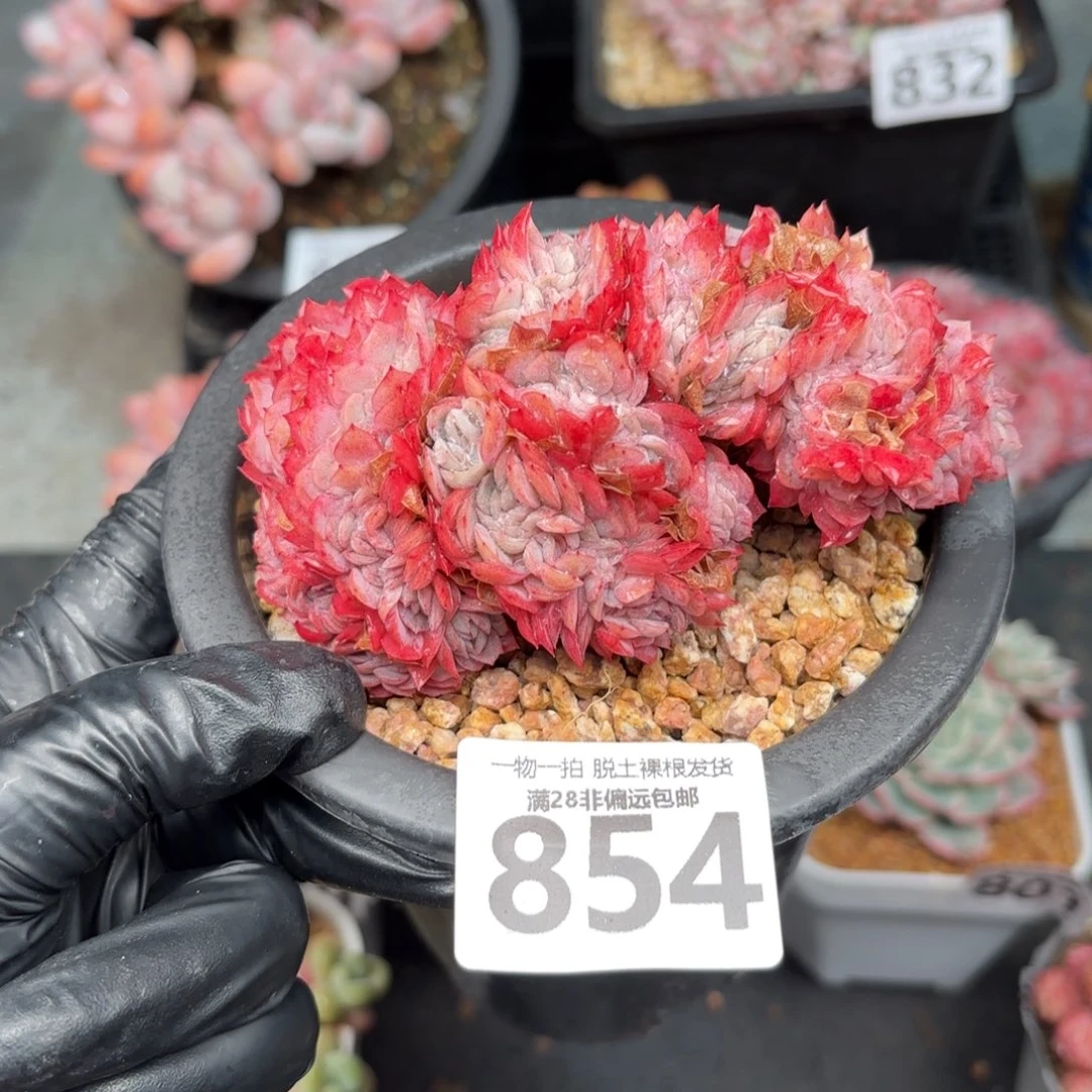 贝瑞缀化无盆土发货