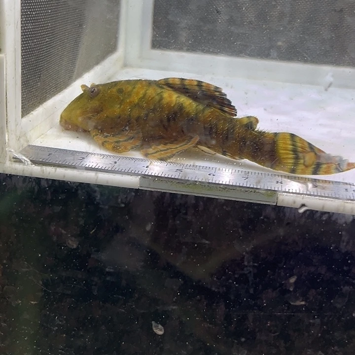 慈鲷鱼10厘米L397异形1只