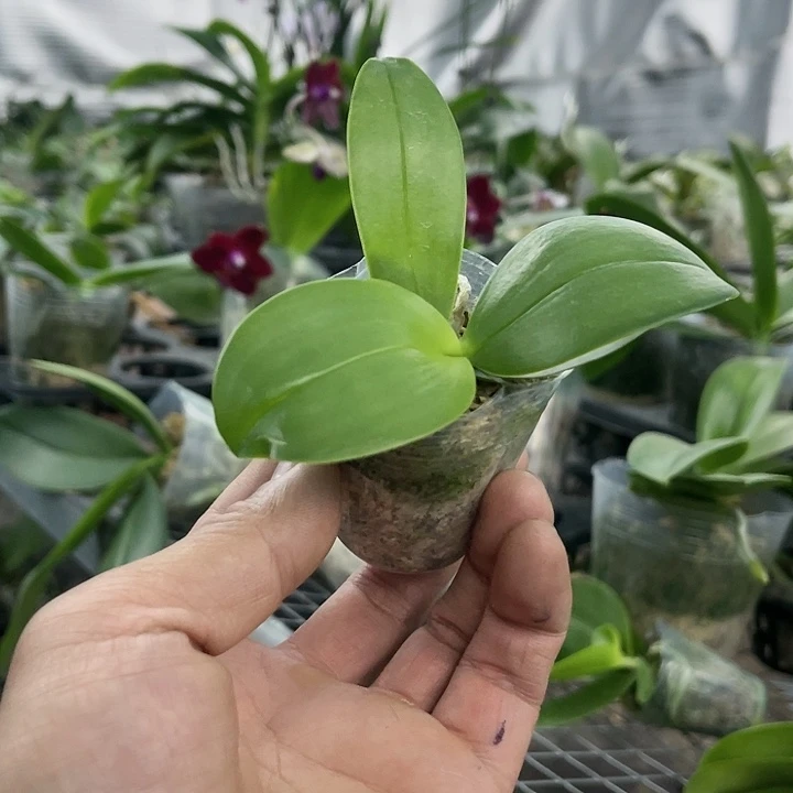当前无花栽培后可以开花印地狗1.7微瑕